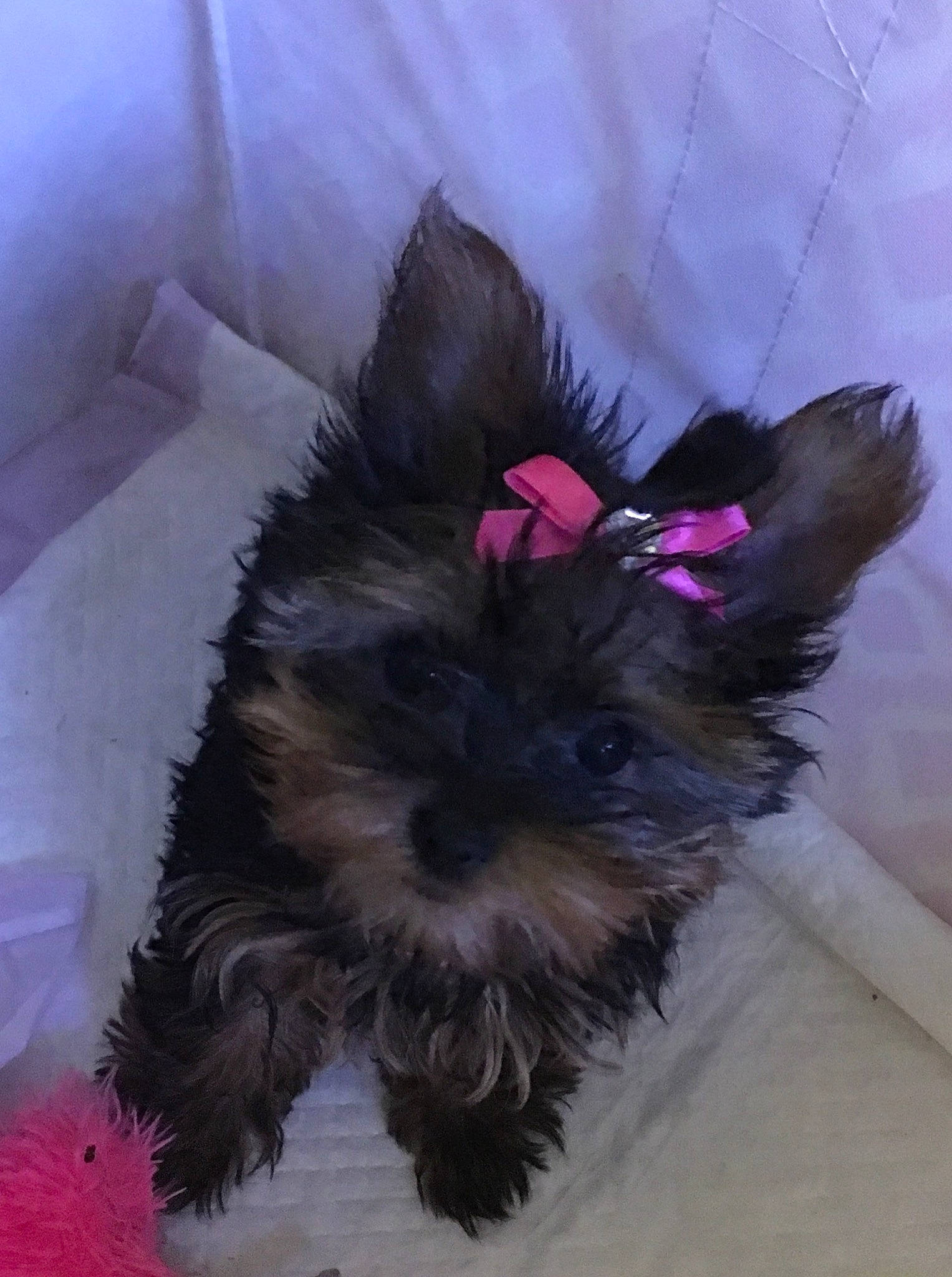 Ruby joined the competition — help win amazing prizes! biewer_terrier, canidae, carnivore, chinese_imperial_dog, companion_dog, dog, dog_breed, maltepoo, mammal, miniature_schnauzer, morkie, puppy, rare_breed_dog, schnoodle, shih_tzu, small_terrier, terrier, toy_dog, vertebrate, yorkshire_terrier