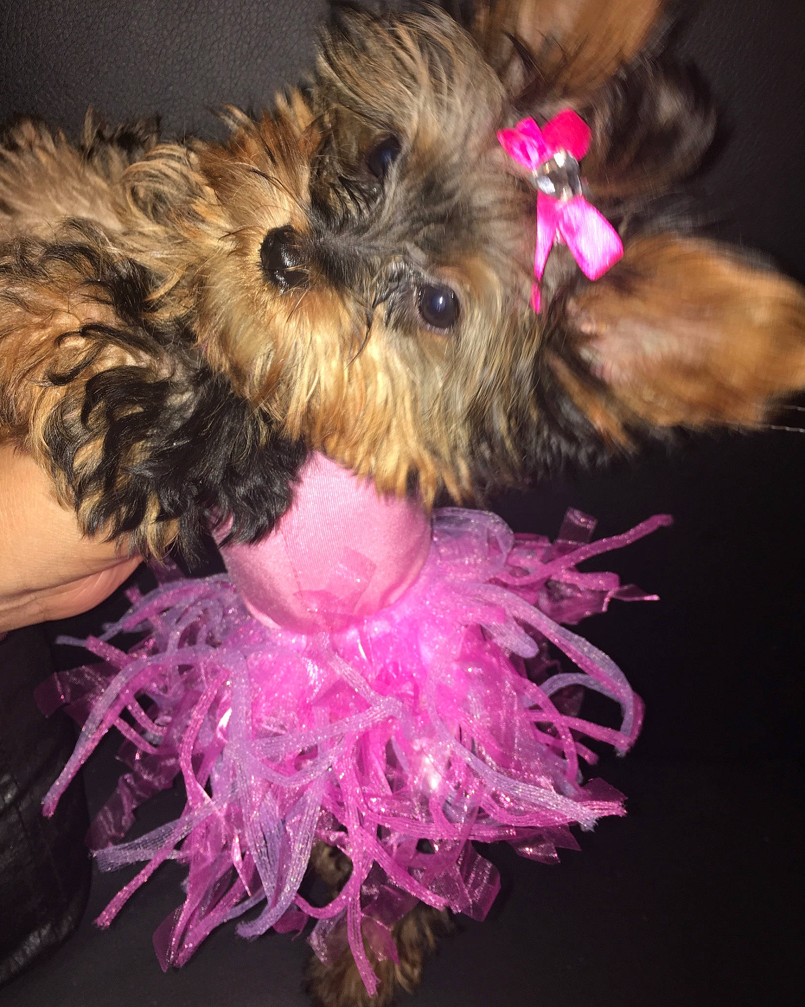 Ruby is registered to the contest to win money with this photo: affenpinscher, bolonka, cairn_terrier, canidae, carnivore, chinese_imperial_dog, dog, dog_breed, dog_clothes, fur, griffon_bruxellois, pink, puppy, rare_breed_dog, schnoodle, shih_tzu, small_terrier, terrier, toy_dog, yorkshire_terrier