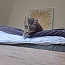 animal, bed, bedding, bedroom, blanket, cat, curious, ears, eyes, feline, gray_cat, home, indoor, paws, pet, portrait, resting, sunburst, wall_art, whiskers
