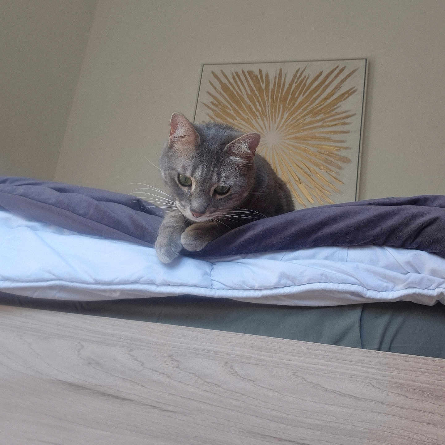 Miaouss