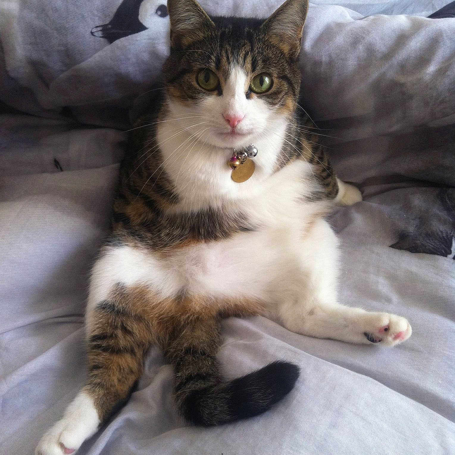 Skittles is registered to the contest to win money with this photo: