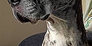 Doughal is registered to the contest to win money with this photo: animal, brindle, brown, calm, canine, close_up, dog, ears, fur, indoor, looking_away, muzzle, natural_light, pet, portrait, seated, side_view, spots, whiskers, white