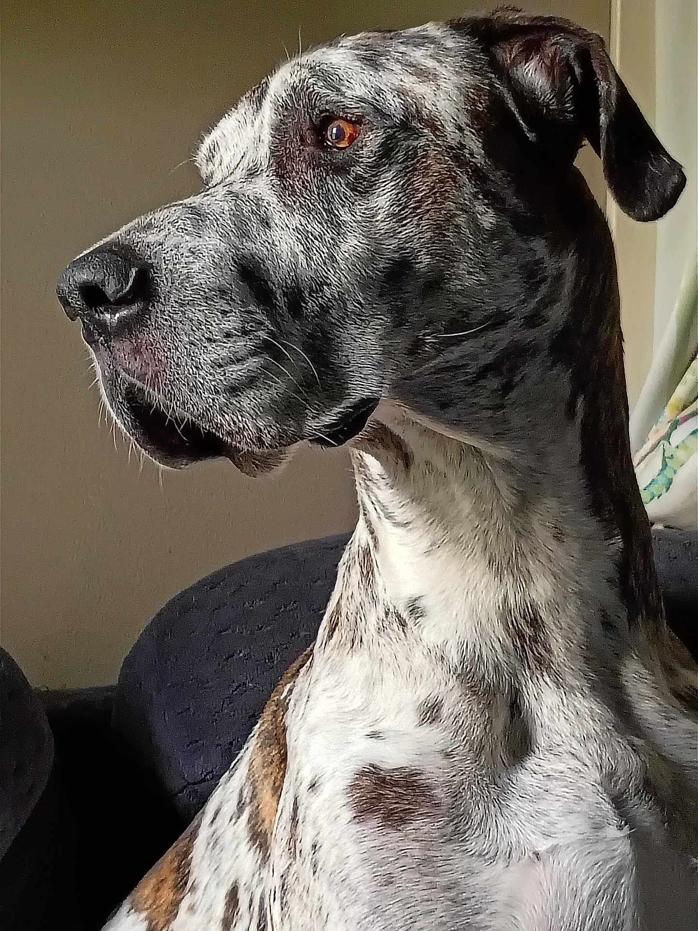 Doughal is registered to the contest to win money with this photo: animal, brindle, brown, calm, canine, close_up, dog, ears, fur, indoor, looking_away, muzzle, natural_light, pet, portrait, seated, side_view, spots, whiskers, white