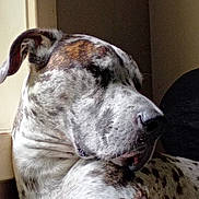 Doughal is registered to the contest to win money with this photo: dog, pet, indoor, closeup, spotted, brindle, sleeping, calm, relaxed, animal, mammal, window, natural_light, fur, portrait, companion, domestic_animal, resting, face, side_view