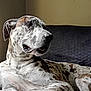 Doughal joined the competition — help win amazing prizes! dog, spotted, lying_down, pet, canine, portrait, indoor, resting, fur, animal, mammal, closeup, relaxed, blanket, comfort, side_view, snout, ears, paw, expression