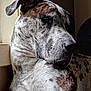 Doughal is registered to the contest to win money with this photo: dog, spotted, window, indoor, portrait, animal, pet, relaxed, fur, brown, white, black, light, shadow, closeup, ears, snout, calm, seated, companion