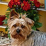 Benji a rejoint le concours — aidez-le/la à gagner de superbes lots ! animal, canine, closeup, cute, dog, domestic_animal, flower, fur, garden, greenery, leaf, nature, outdoor, petal, plants, portrait, potted_plant, red_flower, relaxed, yellow_wall