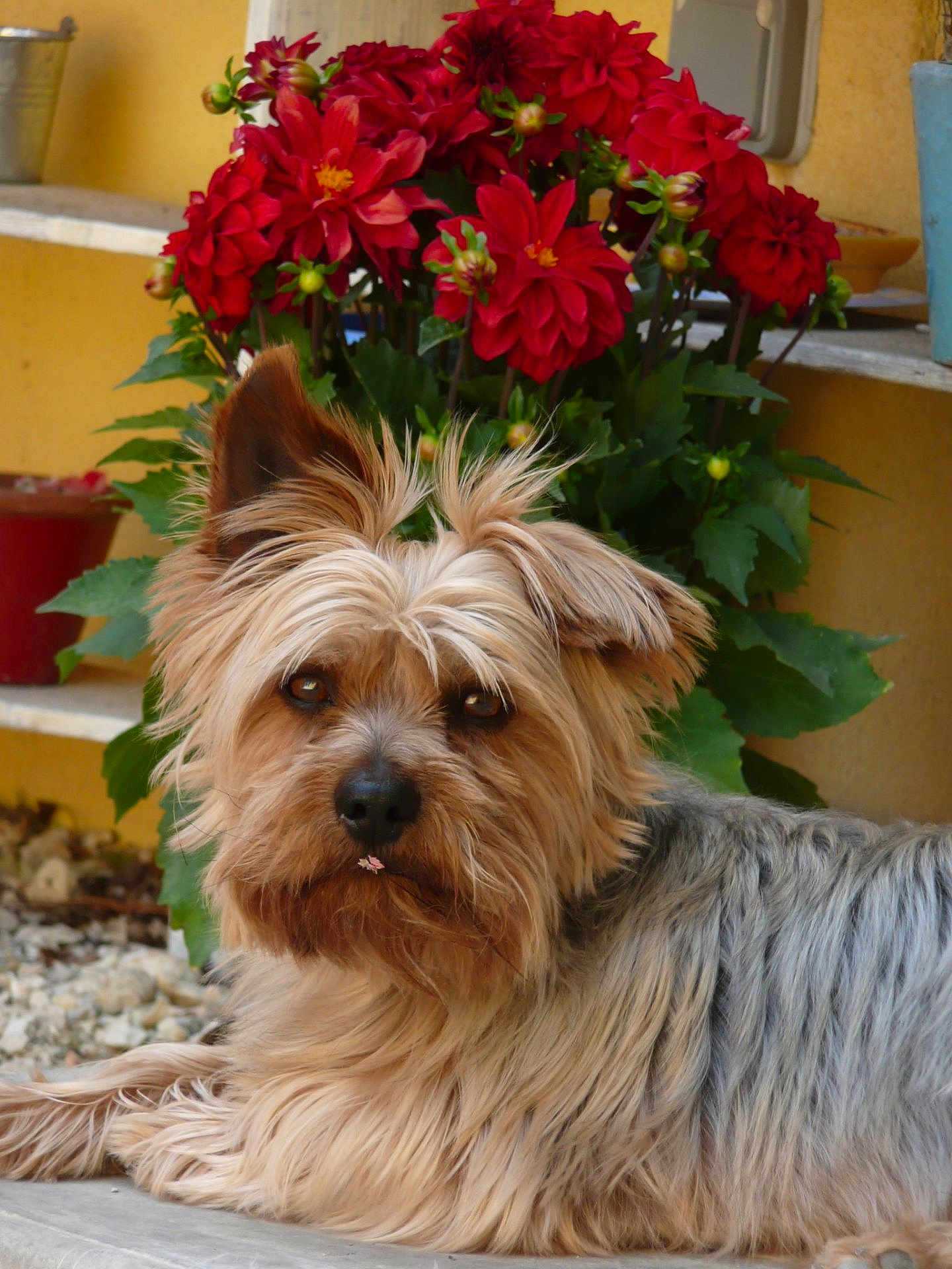 Benji