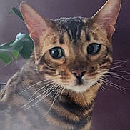 Leo joined the competition — help win amazing prizes! bengal_cat, cat, close_up, curious, cute, ears, eyes_reflection, feline, fur, green_eyes, houseplant, indoor, looking_at_camera, muzzle, nose, pet, portrait, sitting, stripes, whiskers