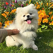 Mylo joined the competition — help win amazing prizes! dog, flowers, fluffy, garden, grass, greenery, hand, happy, nature, outdoor, pet, pomeranian, purple_flowers, small_dog, smiling, spring, sunny, tongue_out, white_dog, yellow_flowers