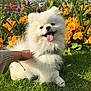 dog, flowers, fluffy, garden, grass, greenery, hand, happy, nature, outdoor, pet, pomeranian, purple_flowers, small_dog, smiling, spring, sunny, tongue_out, white_dog, yellow_flowers