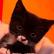 Tibby is registered to the contest to win money with this photo: abyssinian, animal, blackcat, cat, kitten, manx, pet