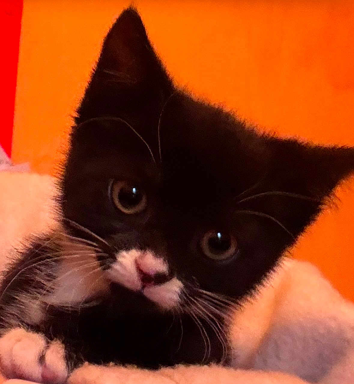 Tibby