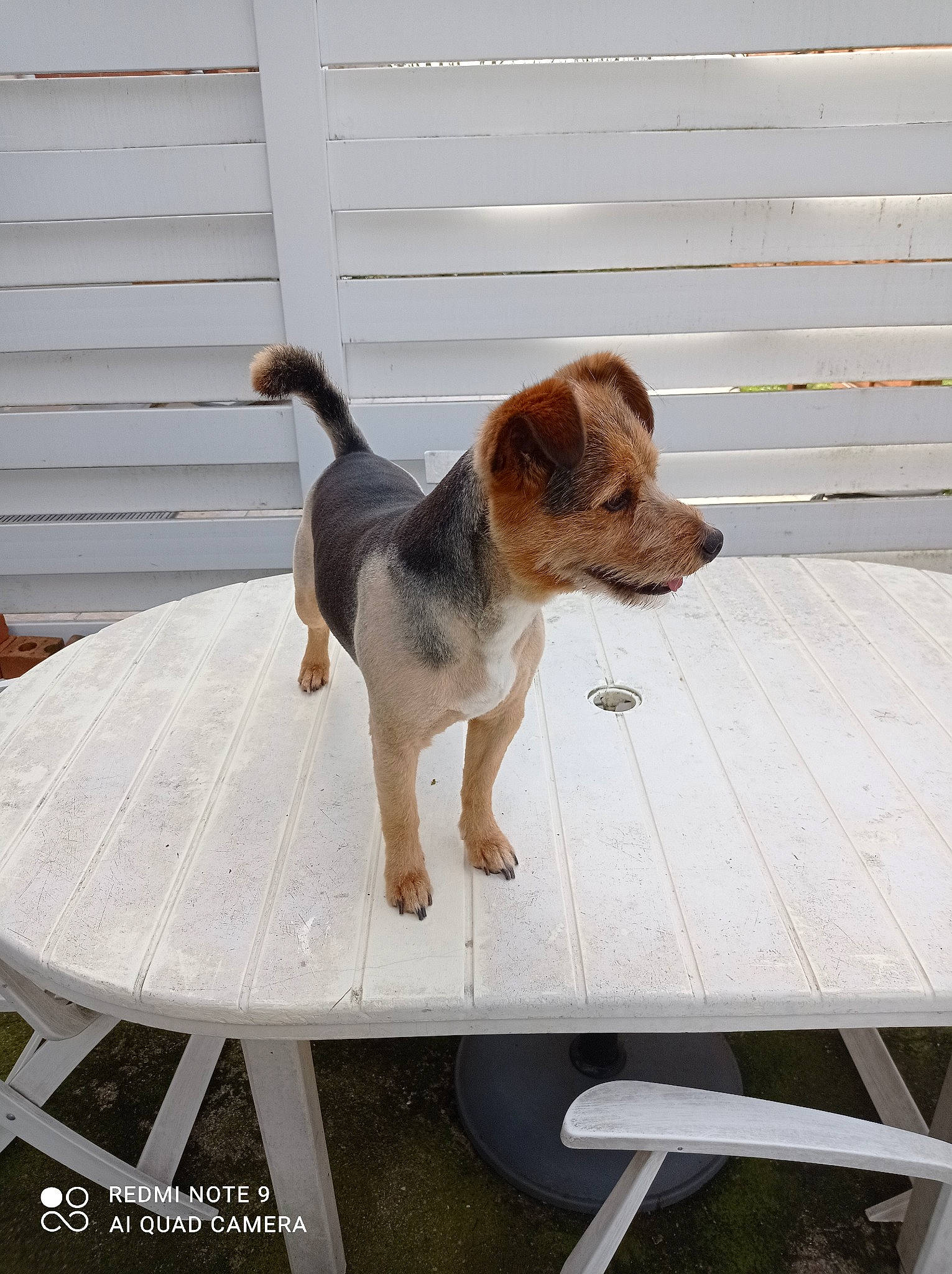 Olaf participe au concours pour gagner de l'argent avec cette photo : beagle, beagle_harrier, carnivore, collar, companion_dog, dog, dog_breed, fawn, flooring, hardwood, hound, outdoor_furniture, outdoor_table, pet_supply, rectangle, scent_hound, sporting_group, table, tail, wood