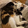 Molly a rejoint le concours — aidez-le/la à gagner de superbes lots ! cat, calico, sleeping, curled_up, fur, paw, blanket, cushion, striped, cozy, indoor, wooden_floor, resting, pet, animal, cute, feline, relaxed, soft, home