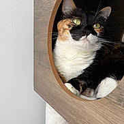 Molly participe au concours pour gagner de l'argent avec cette photo : cat, calico, feline, pet, animal, wooden_cubbyhole, indoor, resting, green_eyes, fur, whiskers, paw, closeup, cozy, cute, relaxed, portrait, home, sitting, curious