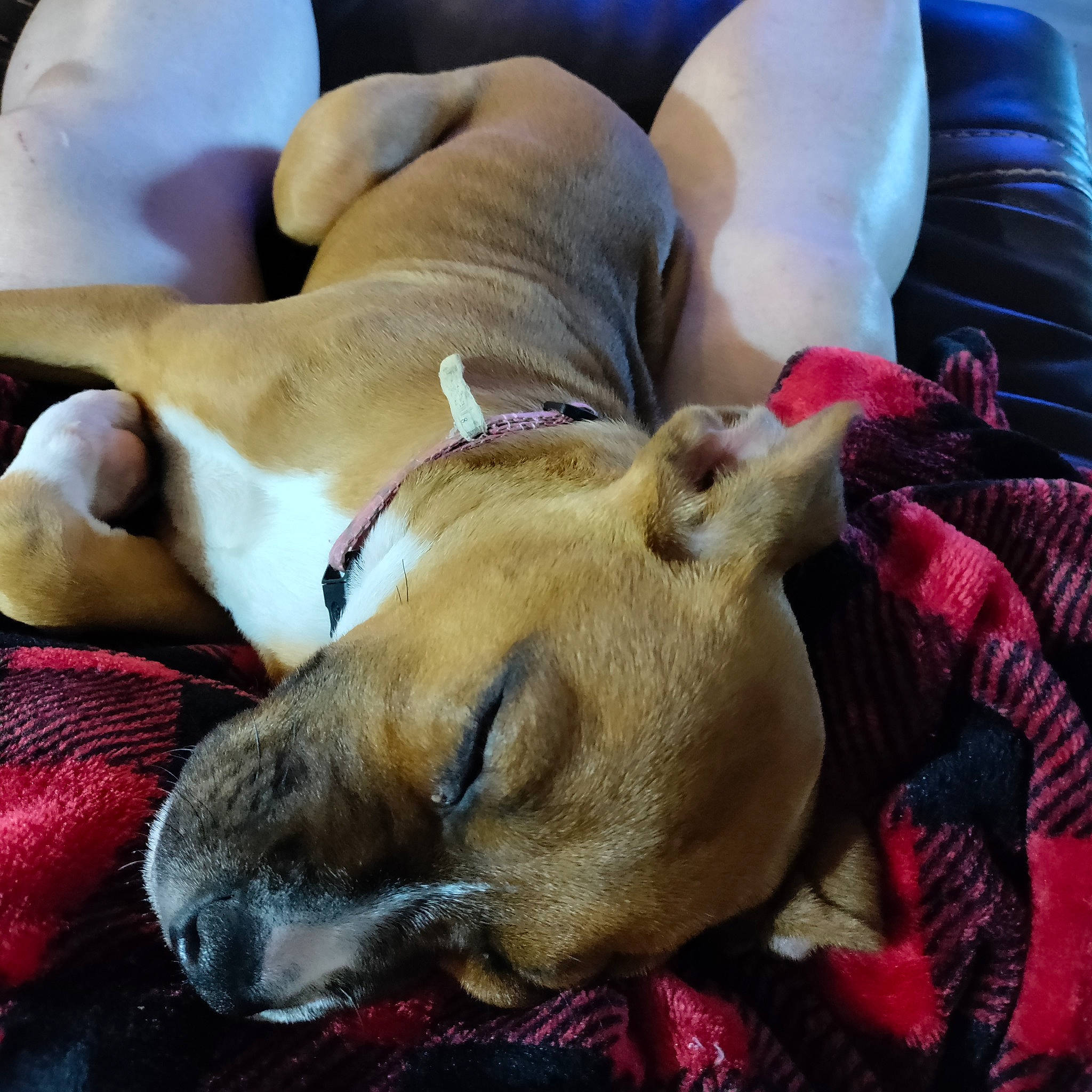 Stella joined the competition — help win amazing prizes! canidae, carnivore, collar, comfort, companion_dog, dog, dog_breed, dog_collar, dog_supply, fawn, fur, guard_dog, human_leg, nap, non_sporting_group, paw, snout, sporting_group, whiskers