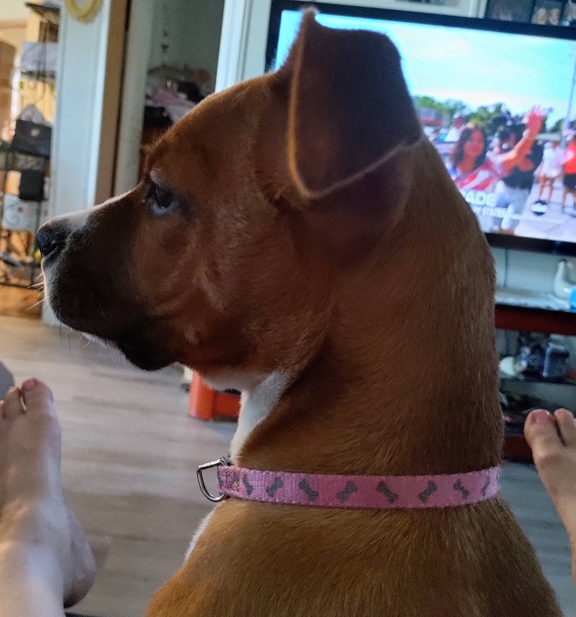 Stella joined the competition — help win amazing prizes! carnivore, collar, companion_dog, dog, dog_breed, dog_collar, dog_supply, ear, eyewear, fashion_accessory, fawn, fur, hat, leash, liver, pet_supply, snout, sporting_group, whiskers, working_animal