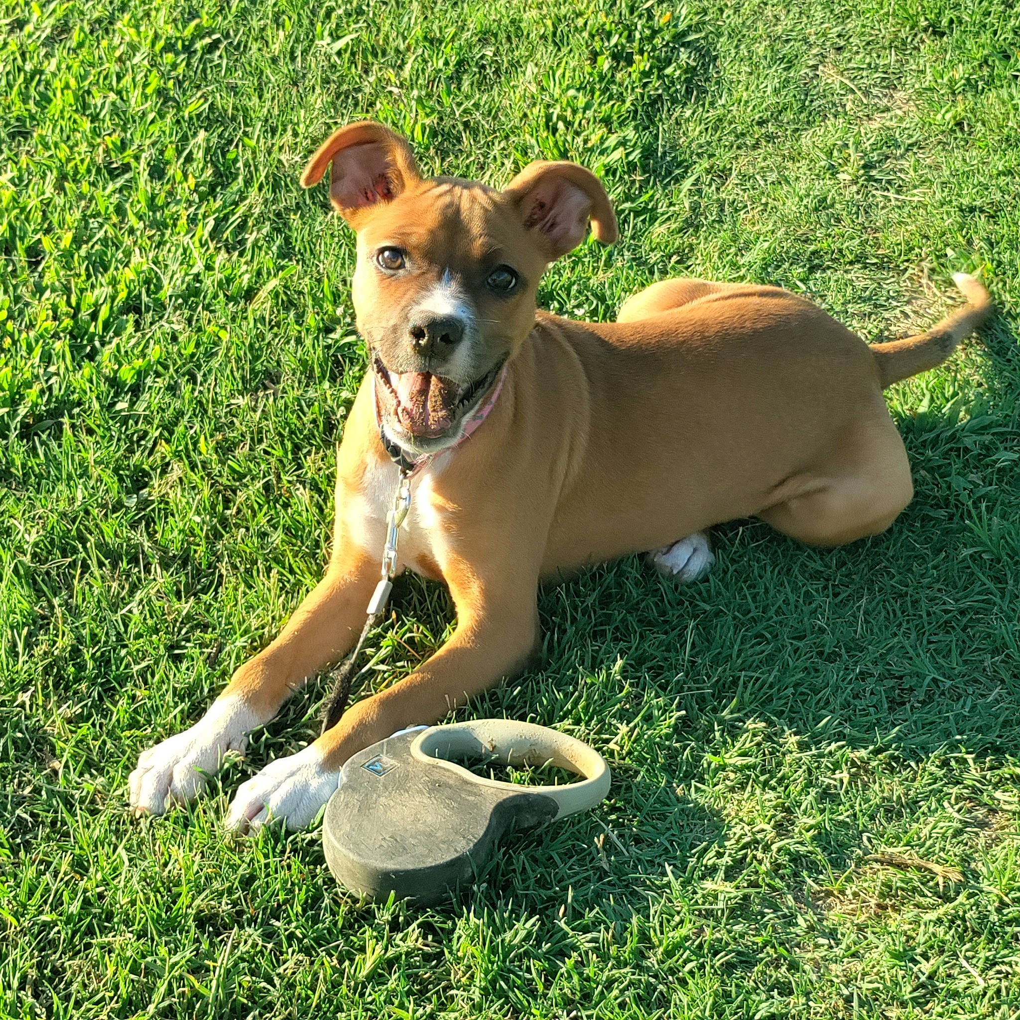 Stella is registered to the contest to win money with this photo: canidae, carnivore, collar, companion_dog, dog, dog_breed, dog_collar, dog_sports, dog_supply, fawn, grass, paw, plant, snout, sporting_group, tail, terrestrial_animal, toy_dog, whiskers, working_animal