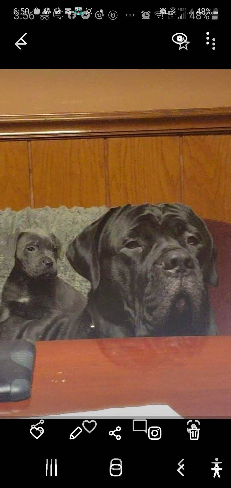 Zeus joined the competition — help win amazing prizes! art, canidae, carnivore, comfort, companion_dog, dog, dog_breed, fawn, fur, grey, gun_dog, hardwood, liver, sculpture, snout, sporting_group, statue, terrestrial_animal, wood, wrinkle