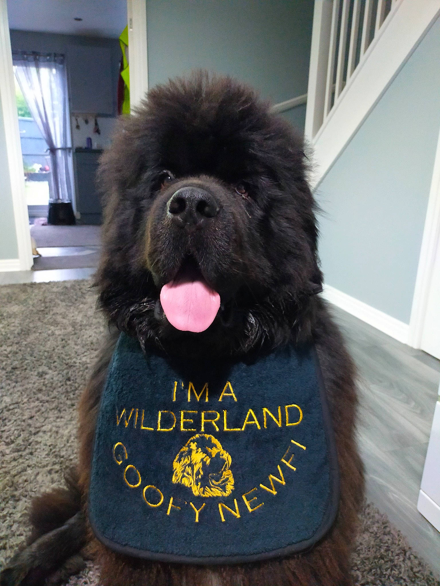 Mr Kymba is registered to the contest to win money with this photo: ancient_dog_breeds, automotive_tire, canidae, carnivore, companion_dog, dog, dog_breed, dog_supply, fur, gaddi_kutta, giant_dog_breed, liver, newfoundland, paw, snout, sporting_group, terrestrial_animal, tibetan_mastiff, toy_dog, working_dog