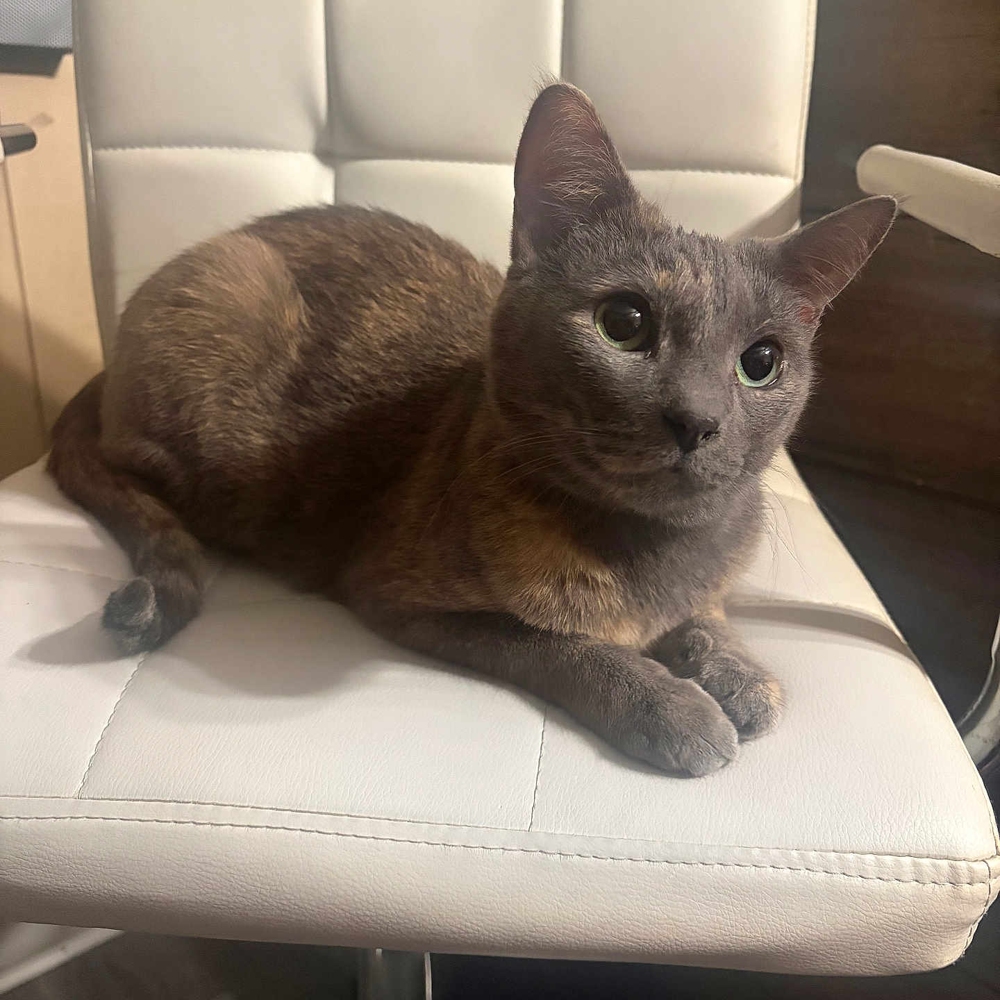 Kiki is registered to the contest to win money with this photo: animal, cat, chair, companion, cozy, cute, domestic_animal, ears, feline, fur, gray_cat, household, indoor, looking_away, paws, pet, relaxed, seated, whiskers, white_chair