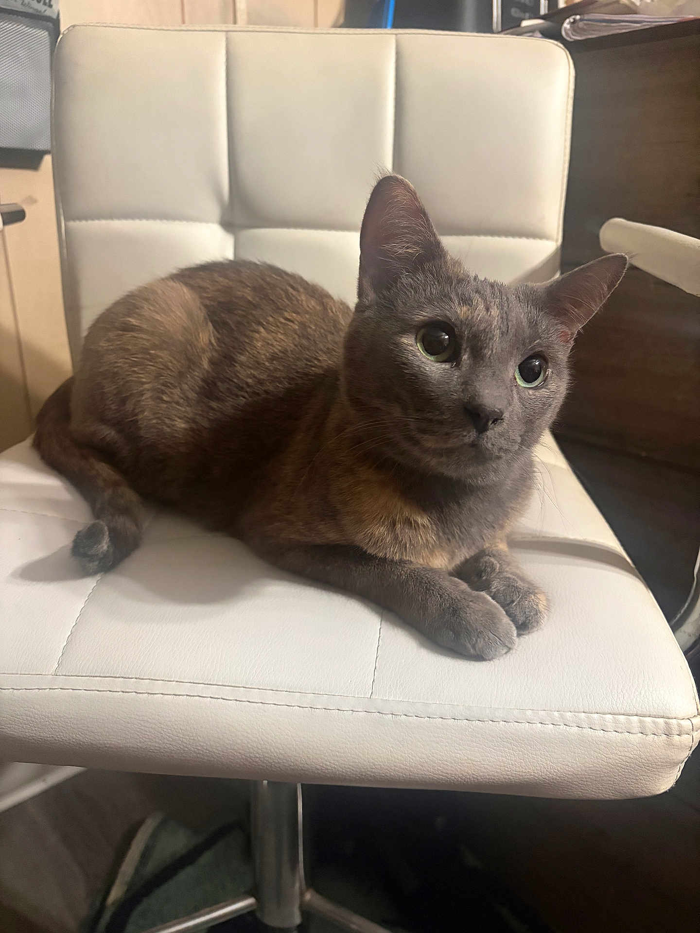 Kiki is registered to the contest to win money with this photo: cat, gray_cat, pet, animal, feline, chair, white_chair, indoor, fur, whiskers, ears, paws, relaxed, domestic_animal, cute, looking_away, seated, household, cozy, companion