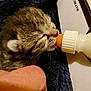 kitten, baby_animal, feeding, bottle, human_hand, close_up, fur, sleepy, cute, domestic_cat, newborn, animal_care, resting, whiskers, soft, tiny, nurturing, indoor, blanket, pet