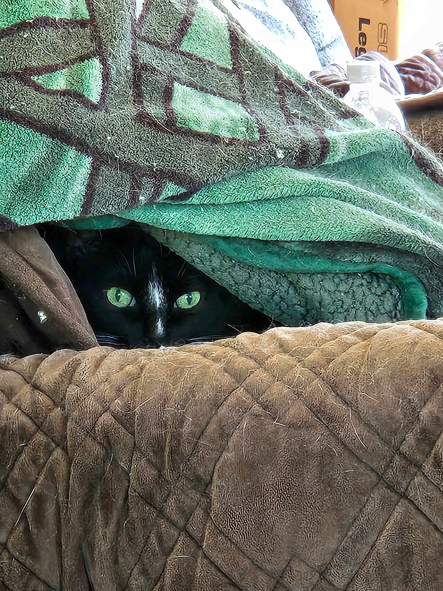 Jet is registered to the contest to win money with this photo: cat, black_cat, green_eyes, blanket, quilt, cozy, hiding, indoor, pet, fur, texture, pattern, feline, resting, curious, warm, comfort, soft, hidden, animal