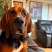 Amos is registered to the contest to win money with this photo: animal, black_coat, brown_coat, close_up, couch, dog, ears, furniture, home, indoor, large_dog, leather, living_room, pet, plant, portrait, relaxing, resting, snout, wall_art