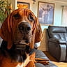 animal, black_coat, brown_coat, close_up, couch, dog, ears, furniture, home, indoor, large_dog, leather, living_room, pet, plant, portrait, relaxing, resting, snout, wall_art