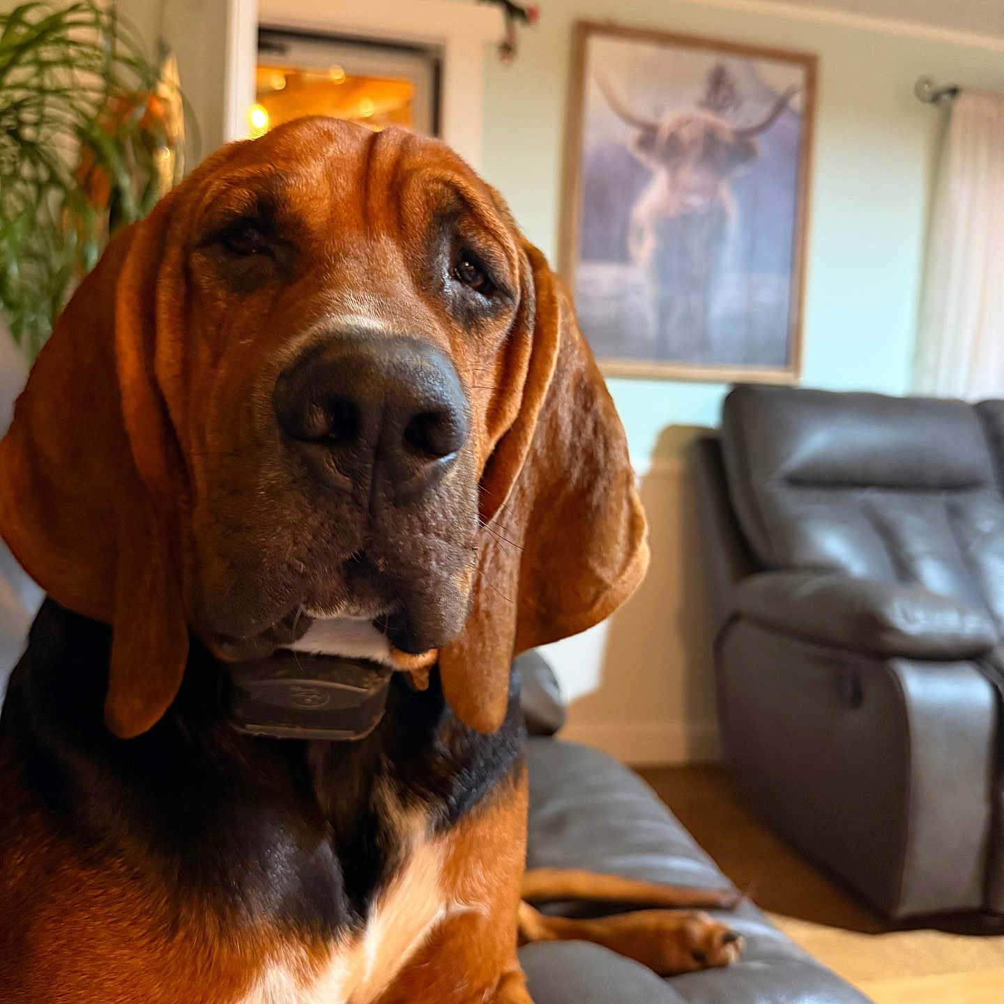 Amos