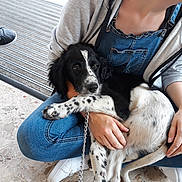Oka a rejoint le concours — aidez-le/la à gagner de superbes lots ! carnivoran, dog, dog_breed, dog_breed_group, dog_like_mammal, footwear, fur, puppy, shoe, snout, sporting_group