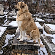 Ranger joined the competition — help win amazing prizes! dog, large_dog, fluffy, sitting, tombstone, graveyard, cemetery, snow, winter, outdoor, overcast_sky, trees, fence, stone_platform, portrait, animal, pet, side_profile, calm, watchful