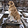 dog, large_dog, fluffy, sitting, tombstone, graveyard, cemetery, snow, winter, outdoor, overcast_sky, trees, fence, stone_platform, portrait, animal, pet, side_profile, calm, watchful