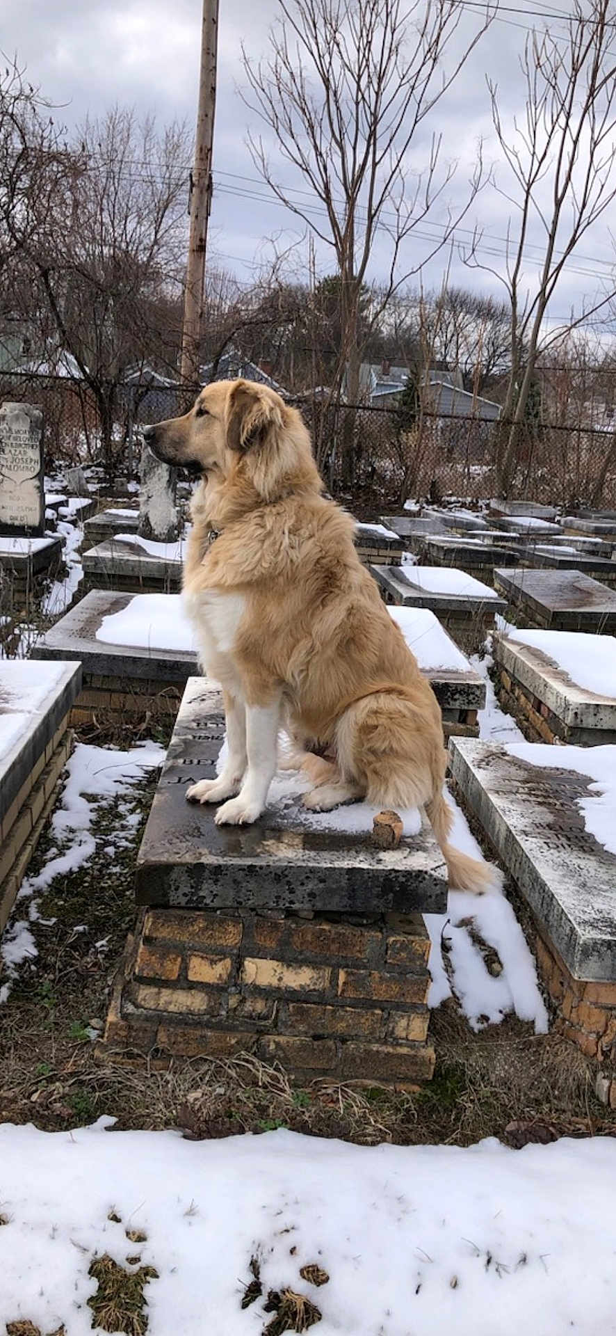 Ranger joined the competition — help win amazing prizes! dog, large_dog, fluffy, sitting, tombstone, graveyard, cemetery, snow, winter, outdoor, overcast_sky, trees, fence, stone_platform, portrait, animal, pet, side_profile, calm, watchful