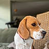 beagle, dog, pet, canine, portrait, sitting, indoors, floppy_ears, brown_and_white, short_fur, collar, nose, eyes, animal, living_room, couch, chair, close_up, bokeh, serious_expression