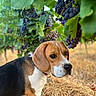 dog, beagle, canine, vineyard, grapes, grapevine, leaves, outdoor, nature, animal, pet, portrait, standing, tricolor, brown, black, white, collar, tag, sunlight