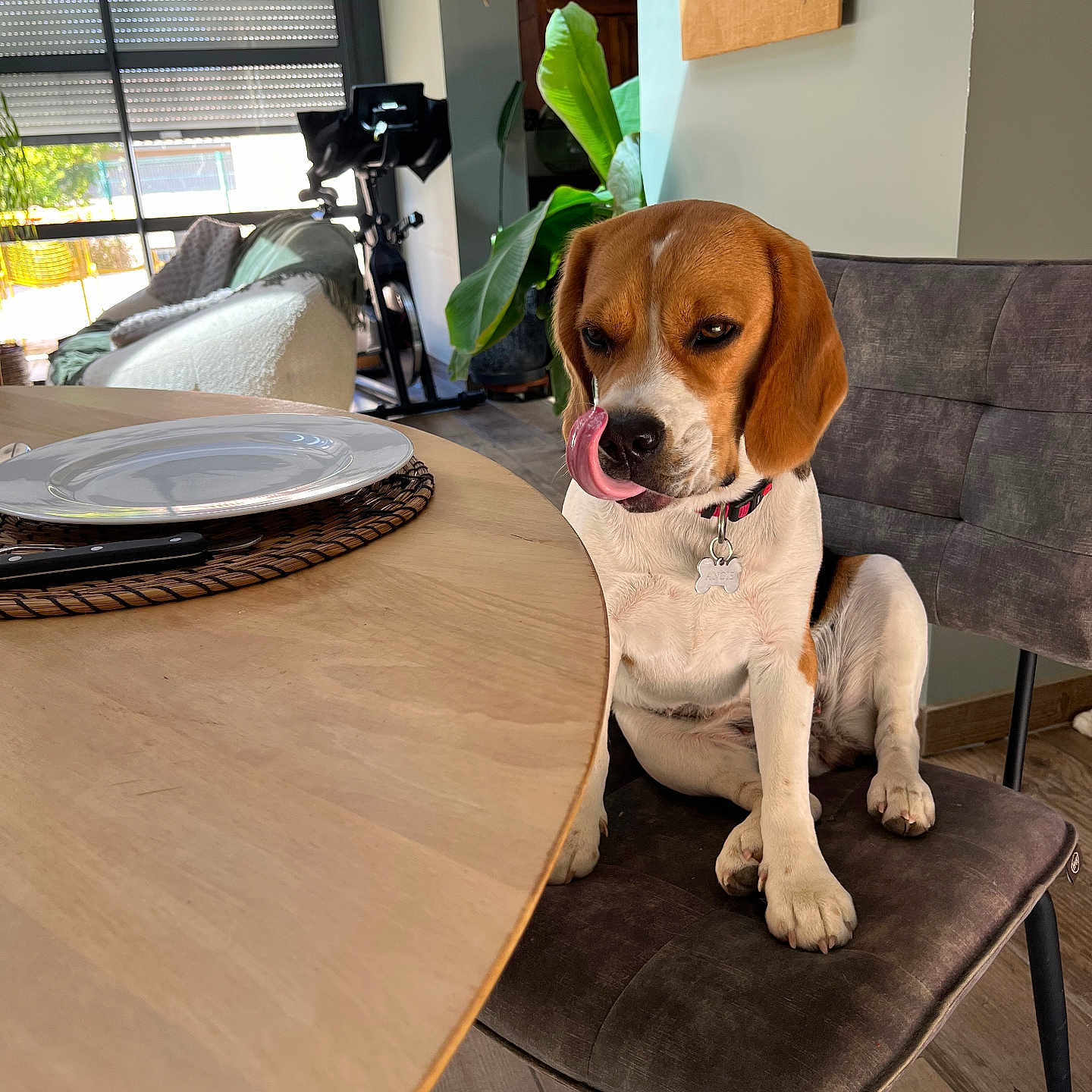 Angie a rejoint le concours — aidez-le/la à gagner de superbes lots ! beagle, dog, pet, sitting, indoors, dining_room, dining_table, chair, plate, placemat, houseplant, window, bicycle, wood_floor, furniture, brown_and_white, floppy_ears, nose_licking, collar, dog_tag