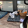 dog, white_dog, pet, sleeping, lying_down, belly_up, indoors, home, floor, wooden_floor, pet_bed, blanket, plush_toys, toy_basket, woven_basket, window, sunlight, cozy, relaxed, animal