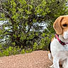 Angie a rejoint le concours — aidez-le/la à gagner de superbes lots ! dog, beagle, pet, animal, outdoor, nature, pine_tree, branches, greenery, gravel, path, standing, collar, leash, white_and_brown, black_and_tan, blurred, cropped, portrait, daylight