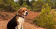 Angie a rejoint le concours — aidez-le/la à gagner de superbes lots ! dog, beagle, pet, animal, sitting, outdoors, hiking_trail, rocky_ground, woodland, forest, trees, cypress_trees, nature, landscape, scenic, cloudy_sky, collar, leash, portrait, adventure