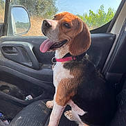 Angie participe au concours pour gagner de l'argent avec cette photo : beagle, dog, pet, animal, tri_color, brown_fur, black_fur, white_fur, sitting, tongue_out, happy, collar, leash, car, passenger_seat, vehicle_interior, window, side_mirror, outdoors, sunlight