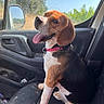 beagle, dog, pet, animal, tri_color, brown_fur, black_fur, white_fur, sitting, tongue_out, happy, collar, leash, car, passenger_seat, vehicle_interior, window, side_mirror, outdoors, sunlight