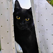 Beans And Baby joined the competition — help win amazing prizes! animal, black_cat, cat, closeup, curious, curtains, domestic_cat, ears, face, fur, indoor, mystery, patterned_fabric, peek, pet, shadow, soft_light, whiskers, window, yellow_eyes