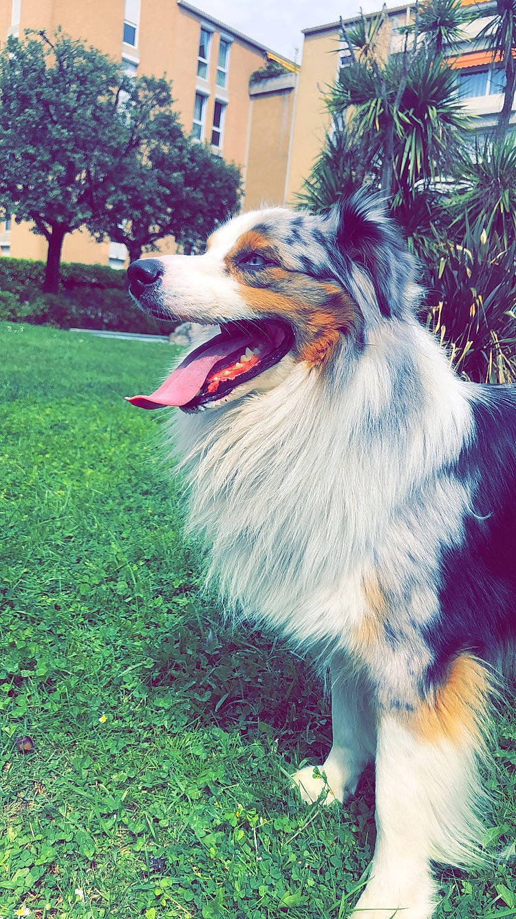 Milton a rejoint le concours — aidez-le/la à gagner de superbes lots ! australian_collie, australian_shepherd, border_collie, canidae, carnivore, collie, companion_dog, dog, dog_breed, english_shepherd, grass, mammal, miniature_australian_shepherd, plant, rough_collie, scotch_collie, shetland_sheepdog, snout, tree, vertebrate