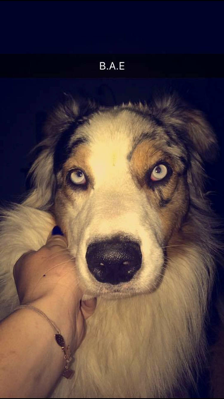 Milton participe au concours pour gagner de l'argent avec cette photo : aidi, australian_shepherd, basque_shepherd_dog, borzoi, canidae, carnivore, companion_dog, dog, dog_breed, english_shepherd, longhaired_whippet, mammal, miniature_australian_shepherd, nose, rare_breed_dog, scotch_collie, silken_windhound, small_greek_domestic_dog, snout, whiskers