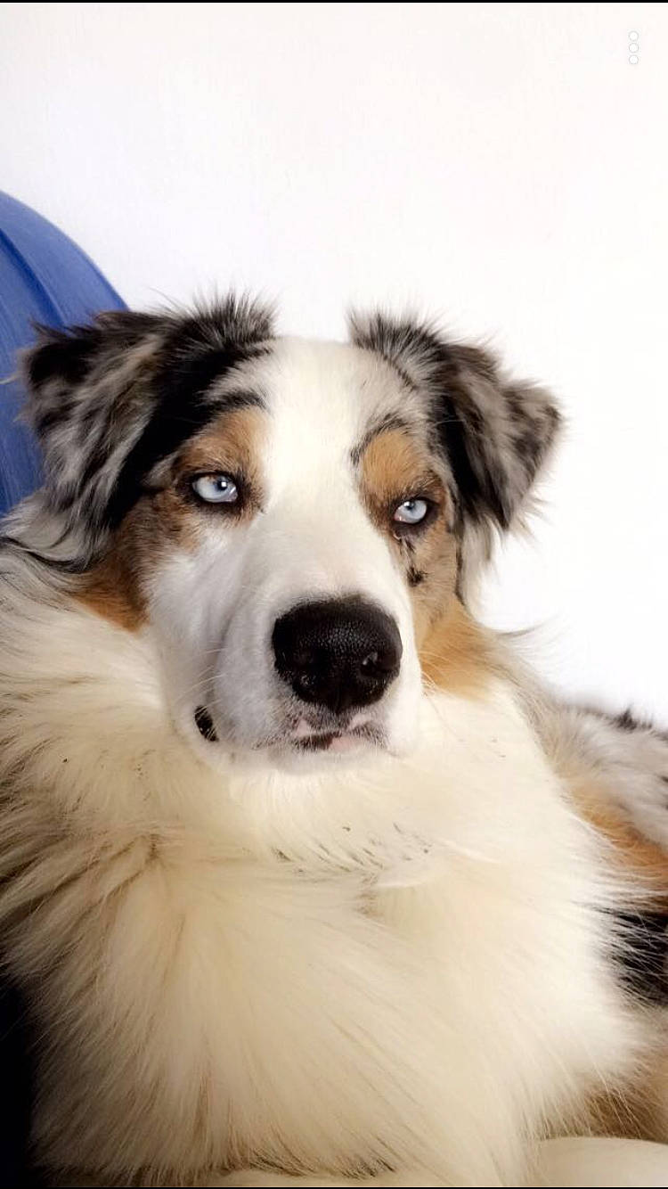 Milton a rejoint le concours — aidez-le/la à gagner de superbes lots ! aidi, australian_collie, australian_shepherd, border_collie, canidae, carnivore, companion_dog, dog, dog_breed, english_shepherd, fur, mammal, miniature_australian_shepherd, rare_breed_dog, scotch_collie, shetland_sheepdog, snout, sporting_group, vertebrate, welsh_sheepdog