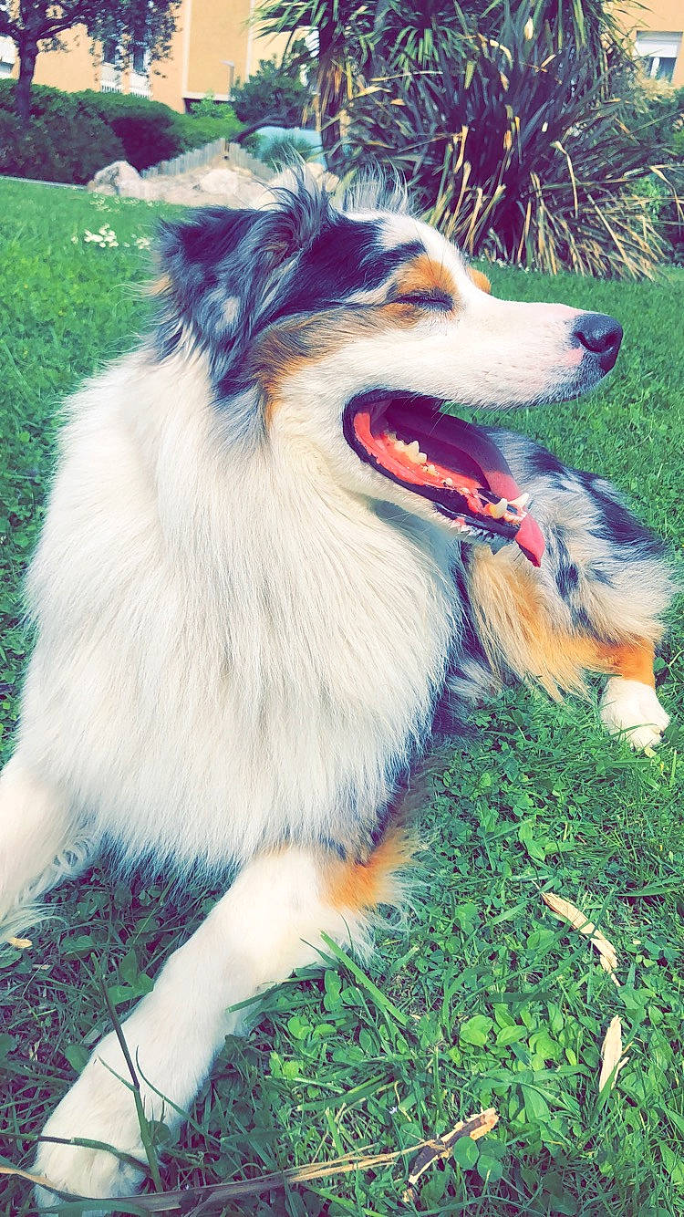 Milton a rejoint le concours — aidez-le/la à gagner de superbes lots ! australian_collie, australian_shepherd, border_collie, canidae, carnivore, collie, companion_dog, dog, dog_breed, english_shepherd, grass, herding_dog, mammal, miniature_australian_shepherd, rare_breed_dog, rough_collie, scotch_collie, shetland_sheepdog, sporting_group, vertebrate