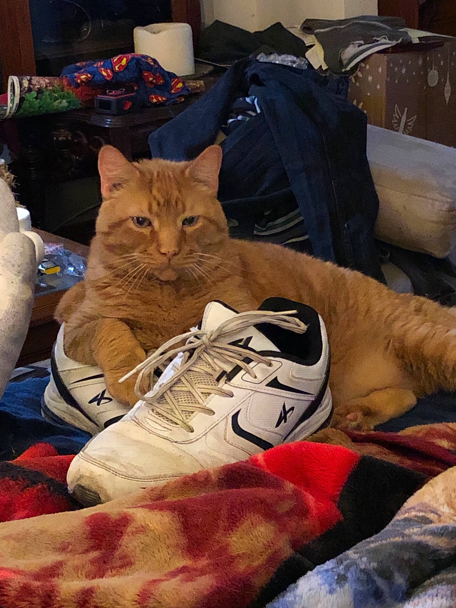 Mufasa joined the competition — help win amazing prizes! american_shorthair, asian, carnivore, cat, comfort, domestic_short_haired_cat, european_shorthair, felidae, nap, pixie_bob, room, shoe, small_to_medium_sized_cats, tabby_cat, whiskers